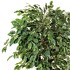 Дерево Фикус Бенджамина Селеста от TREEZ, TZ.PL.TR.398, 2-я фотография мини